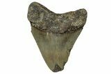 Serrated, Fossil Megalodon Tooth - North Carolina #351764-1